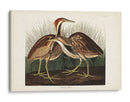 Pl. 337 American Bittern - John James Audubon | Cuadro decorativo de Canvas Lab