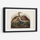 Pl. 337 American Bittern - John James Audubon | Cuadro decorativo de Canvas Lab