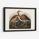 Pl. 337 American Bittern - John James Audubon | Cuadro decorativo de Canvas Lab