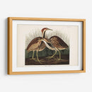 Pl. 337 American Bittern - John James Audubon | Cuadro decorativo de Canvas Lab