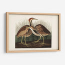 Pl. 337 American Bittern - John James Audubon | Cuadro decorativo de Canvas Lab