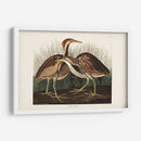 Pl. 337 American Bittern - John James Audubon | Cuadro decorativo de Canvas Lab