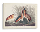 Pl. 210 Menos Bittern - John James Audubon | Cuadro decorativo de Canvas Lab