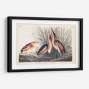 Pl. 210 Menos Bittern - John James Audubon | Cuadro decorativo de Canvas Lab