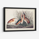 Pl. 210 Menos Bittern - John James Audubon | Cuadro decorativo de Canvas Lab