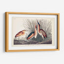 Pl. 210 Menos Bittern - John James Audubon | Cuadro decorativo de Canvas Lab