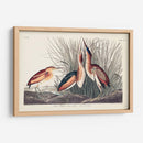 Pl. 210 Menos Bittern - John James Audubon | Cuadro decorativo de Canvas Lab