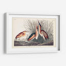 Pl. 210 Menos Bittern - John James Audubon | Cuadro decorativo de Canvas Lab