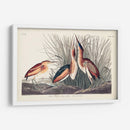 Pl. 210 Menos Bittern - John James Audubon | Cuadro decorativo de Canvas Lab