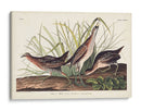Pl. 233 Ferrocarril - John James Audubon | Cuadro decorativo de Canvas Lab