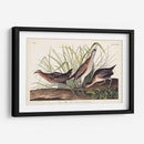Pl. 233 Ferrocarril - John James Audubon | Cuadro decorativo de Canvas Lab