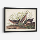 Pl. 233 Ferrocarril - John James Audubon | Cuadro decorativo de Canvas Lab