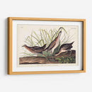 Pl. 233 Ferrocarril - John James Audubon | Cuadro decorativo de Canvas Lab