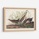 Pl. 233 Ferrocarril - John James Audubon | Cuadro decorativo de Canvas Lab