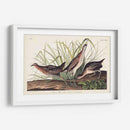 Pl. 233 Ferrocarril - John James Audubon | Cuadro decorativo de Canvas Lab