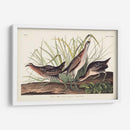 Pl. 233 Ferrocarril - John James Audubon | Cuadro decorativo de Canvas Lab