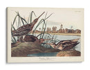 Pl. 243 Snipe Americano - John James Audubon | Cuadro decorativo de Canvas Lab