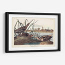 Pl. 243 Snipe Americano - John James Audubon | Cuadro decorativo de Canvas Lab