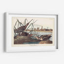 Pl. 243 Snipe Americano - John James Audubon | Cuadro decorativo de Canvas Lab