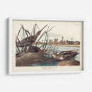 Pl. 243 Snipe Americano - John James Audubon | Cuadro decorativo de Canvas Lab