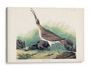 Pl. 237 Hudsonian Curlew - John James Audubon | Cuadro decorativo de Canvas Lab