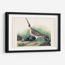 Pl. 237 Hudsonian Curlew - John James Audubon | Cuadro decorativo de Canvas Lab