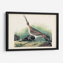 Pl. 237 Hudsonian Curlew - John James Audubon | Cuadro decorativo de Canvas Lab
