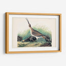 Pl. 237 Hudsonian Curlew - John James Audubon | Cuadro decorativo de Canvas Lab