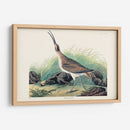 Pl. 237 Hudsonian Curlew - John James Audubon | Cuadro decorativo de Canvas Lab