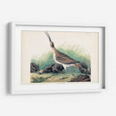 Pl. 237 Hudsonian Curlew - John James Audubon | Cuadro decorativo de Canvas Lab