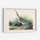 Pl. 237 Hudsonian Curlew - John James Audubon | Cuadro decorativo de Canvas Lab