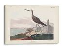 Pl. 269 ​​Greenshank - John James Audubon | Cuadro decorativo de Canvas Lab