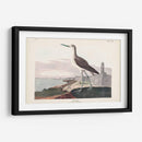 Pl. 269 ​​Greenshank - John James Audubon | Cuadro decorativo de Canvas Lab