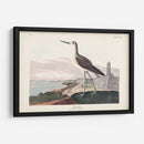 Pl. 269 ​​Greenshank - John James Audubon | Cuadro decorativo de Canvas Lab
