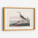Pl. 269 ​​Greenshank - John James Audubon | Cuadro decorativo de Canvas Lab