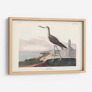 Pl. 269 ​​Greenshank - John James Audubon | Cuadro decorativo de Canvas Lab