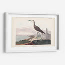 Pl. 269 ​​Greenshank - John James Audubon | Cuadro decorativo de Canvas Lab