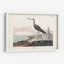 Pl. 269 ​​Greenshank - John James Audubon | Cuadro decorativo de Canvas Lab