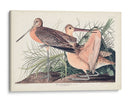 Pl. 238 Gran Godwit De Mármol - John James Audubon | Cuadro decorativo de Canvas Lab
