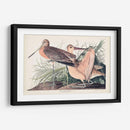 Pl. 238 Gran Godwit De Mármol - John James Audubon | Cuadro decorativo de Canvas Lab