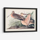 Pl. 238 Gran Godwit De Mármol - John James Audubon | Cuadro decorativo de Canvas Lab