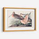 Pl. 238 Gran Godwit De Mármol - John James Audubon | Cuadro decorativo de Canvas Lab