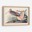 Pl. 238 Gran Godwit De Mármol - John James Audubon | Cuadro decorativo de Canvas Lab