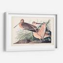 Pl. 238 Gran Godwit De Mármol - John James Audubon | Cuadro decorativo de Canvas Lab