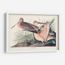Pl. 238 Gran Godwit De Mármol - John James Audubon | Cuadro decorativo de Canvas Lab