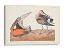 Pl. 258 Hudsonian Godwit - John James Audubon | Cuadro decorativo de Canvas Lab