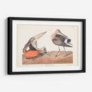 Pl. 258 Hudsonian Godwit - John James Audubon | Cuadro decorativo de Canvas Lab
