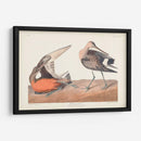 Pl. 258 Hudsonian Godwit - John James Audubon | Cuadro decorativo de Canvas Lab