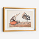 Pl. 258 Hudsonian Godwit - John James Audubon | Cuadro decorativo de Canvas Lab