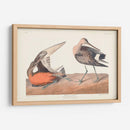Pl. 258 Hudsonian Godwit - John James Audubon | Cuadro decorativo de Canvas Lab